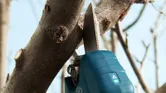 Cordless pruner trimming a tree branch outdoors.