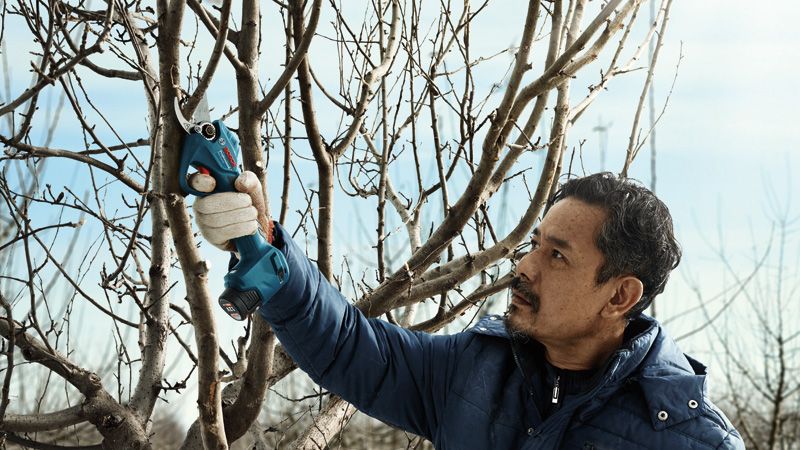 A person wearing safety equipment trims tree branches using a cordless secateur.