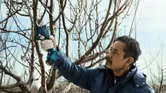 A person wearing safety equipment trims tree branches using a cordless secateur.