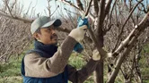 A person wearing safety equipment trims tree branches using a cordless secateur.