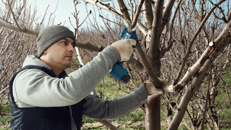 Pruning tree branches outdoors.