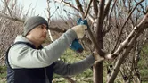 Pruning tree branches outdoors.