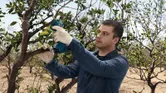 Person wearing safety equipment trims tree branches with a cordless secateur.