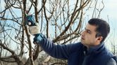 A person wearing safety equipment trims tree branches with a cordless secateur.