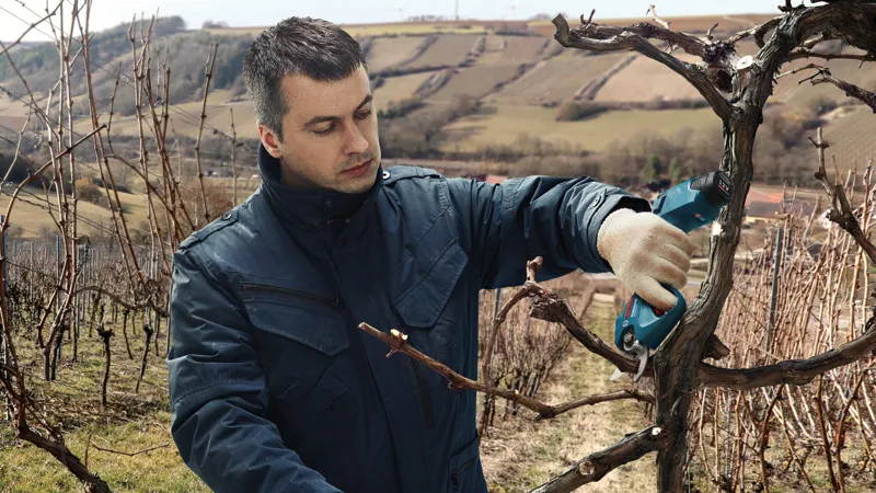 Person wearing safety equipment trims vineyard branches with a cordless pruner.