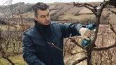 Person wearing safety equipment trims vineyard branches with a cordless pruner.