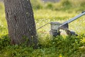 Cordless grass trimmer cutting tall grass near a tree trunk.