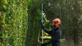 Person wearing safety equipment trims a tall hedge using a cordless telescopic hedgecutter.