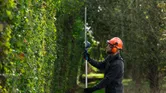 A person wearing safety equipment trims tall hedges using a cordless hedgecutter.